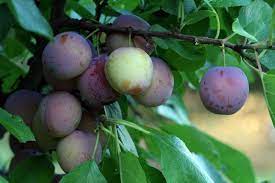 Maybe you would like to learn more about one of these? Dallas Fruit And Vegetable Grower Growing Plums In Dallas And North Texas