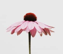 echinacea health benefits in detox tea by journey brewing echinacea flower images echinacea tea
