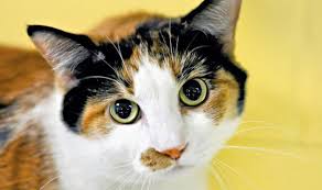 Tapi kucing betina juga bisa besar, apalagi kalau sedang hamil. Rekomendasi 25 Nama Kucing Betina Belang 3 Beserta Artinya Pintarpet