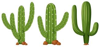 All the images are 300dpi and 10 inches at their tallest point. 11 509 Best Cactus Clipart Images Stock Photos Vectors Adobe Stock