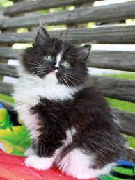 And with black and white cats, that piebald fur inspires names of all. Pin On Pet Cats Tips
