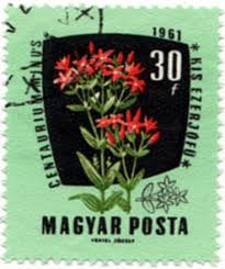 Image result for Chironia krebsii