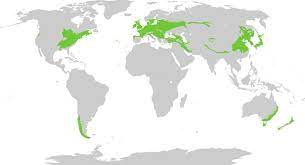 Deciduous Forest Location Map Deciduous Forest (Biome): Location, Climate, Animals And Plants
