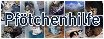 Unsauberkeit ab wann markieren katzen? Unsauberkeit Bei Katzen Markieren Und Urinieren Tierschutzverein Pfotchenhilfe
