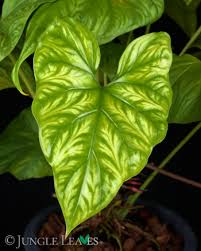 Image result for Cercestis congensis