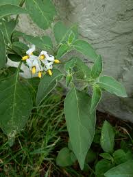 Image result for Solanum chenopodioides