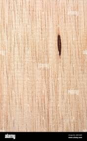 Image result for Pycnanthus