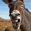 Bray which sounds like a hehaw. 1
