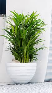 Seit jeher werden palmen als die ‚fürsten des pflanzenreiches' gewürdigt. Areca Palme Air So Pure
