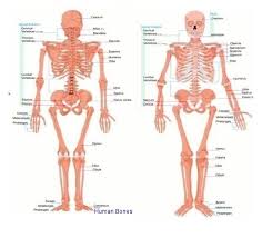 Human Bones Anatomy System Human Body Anatomy Diagram