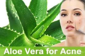 May 17th, 9:44 am may 17th. Manfaat Lidah Buaya Yang Baik Untuk Semua Jenis Kulit