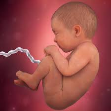 A progesterona é de extrema importância na gestação para relaxar os ligamentos do quadril. Desenvolvimento Fetal 39 Semanas De Gravidez Babycenter