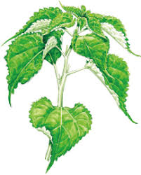 Image result for Boehmeria nivea