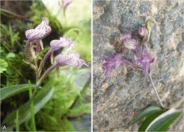 Image result for Cynorkis clarae