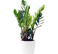 Zamioculcas Plante Zz Tous Les Conseils D Entretien Plante Zz Plante Porte Bonheur Plante