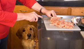 Maybe you would like to learn more about one of these? Can Boiled Chicken Give My Dog Diarrhea Dogdorable
