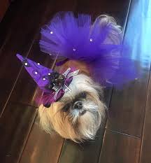 Below, you will find some of our best picks, in addition to tips that will allow you to use them the best way. Nandoism 21 Unique Girl Dog Names For Your Shih Tzu