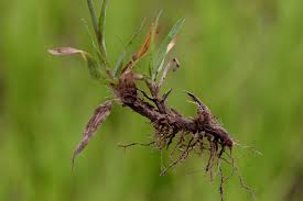 Image result for Chrysopogon
