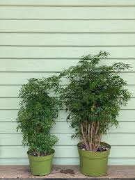 Image result for Polyscias fruticosa