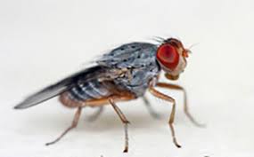 get rid of fruit flies