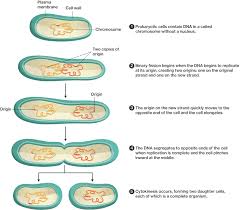 Binary fission is the method by which prokaryotes produce new individuals that are genetically identical to the parent organism. Binary Fission Course Hero