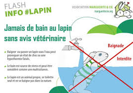 Quand Peut On Laver Son Lapin Nain Hygiene Du Lapin Les Petits Lapins