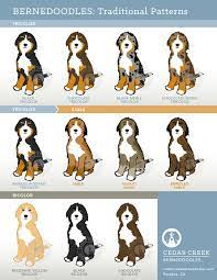 How much does it cost? Puppy Pricing Cedar Creek Bernedoodles Aussiedoodles