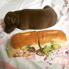 Try the craigslist app » android ios. Craigslist Puppy Abandoned At Shelter Popsugar Pets