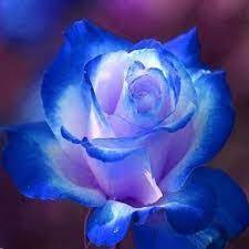 Image Result For Roses Rose Seeds Blue Roses Wallpaper Beautiful Roses