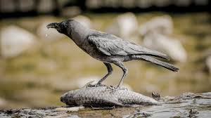 Different corvids, including crows and jays, will eat other birds, as will gulls, skuas, and roadrunners. House Crow Wikipedia