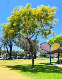 Image result for Tipuana