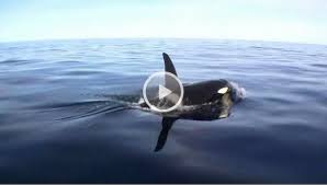 Maybe you would like to learn more about one of these? Orcas Vor Hitra Angelfuhrer Norwegen