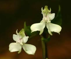 Image result for Disperis