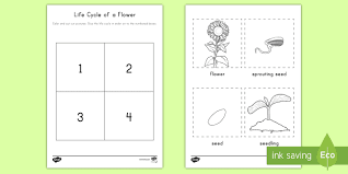 During that time, we talked about how plants drink water. Life Cycle Of A Flower Cut And Paste Activity Teacher Made