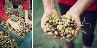 La Recolte Des Olives Chez Gilles Et Jacqueline Bellino A L Oliviera L Olivier