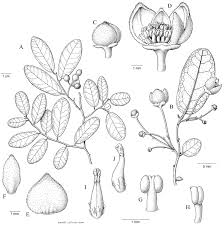 Image result for Monanthotaxis trichantha