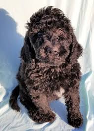 Lake road goldendoodle puppies nc. Goldendoodle Puppies Goldendoodle Breeders Goldendoodle Goldendoodle Puppy
