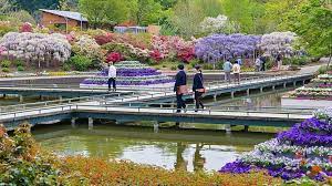 This year ashikaga's wisteria trees began to flower 10 days earlier than expected, with the first buds opening up on 5 april 2021. Tochigi Travel Ashikaga Flower Park