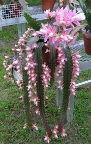 Pin On Succulents