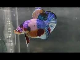 .fancy great 62 fancy betta yellow fancy plakad campursari unboxing ikan cupang harga 50 download mudah unboxing ikan cupang yellow fccp ikan cupang kuning fancy cooper dan plakat. Ikan Cupang Fancy Youtube