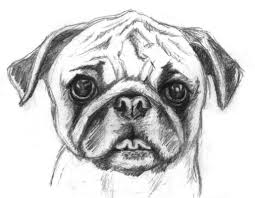 Read on to learn about the variety of colors pugs come in. Printable Pug Coloring Pages Coloring Home