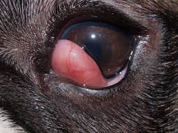 Das auge brennt, tränt und ist auffallend gerötet: Rote Augen Gerotete Augen Hund Katze Kaninchen Anicura Deutschland