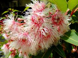 Erythrostemon gilliesii, caesalpinia gillesii, poinciana gilliesii. Fairy Floss Flowering Gum