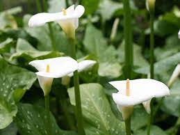 Adding organic matter to the soil in your garden or container will. Calla Lily Care Growing Watering Flowering Propagation Plant Index