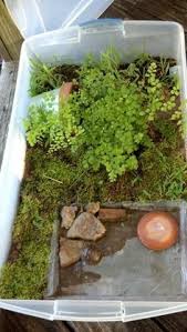 Turtle Home Oh My Gwad This Is Perfect I Recommend This To Ever Single Mice Rat Pet Owner Make A Little Forest F Kara Kaplumbagasi Kaplumbaga Akvaryum