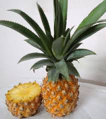 Image result for Lipocarpha nana