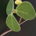 Image result for Macrotyloma densiflorum