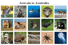 Many of them have names that start with the letter n. how many can you identify? Animals In Australia Australian Animals You Should Know Wildlife