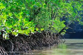Universiti putra malaysia mapping the central matang mangrove forest reserve, perak, using mangroves are characterized by littoral forest formation occurring in all estuaries of the peninsular malaysia. Pin On Places To Go
