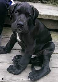 Ms great dane puppies, ocean springs, ms. Mucopolysaccharidosis Type Vi Great Dane Puppy 4 Months Of Age The Download Scientific Diagram